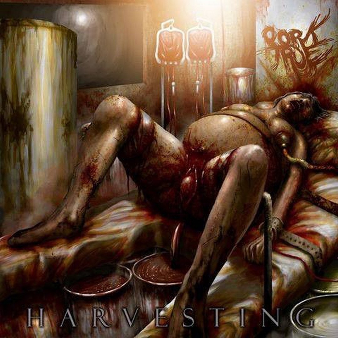 Pork True — Harvesting